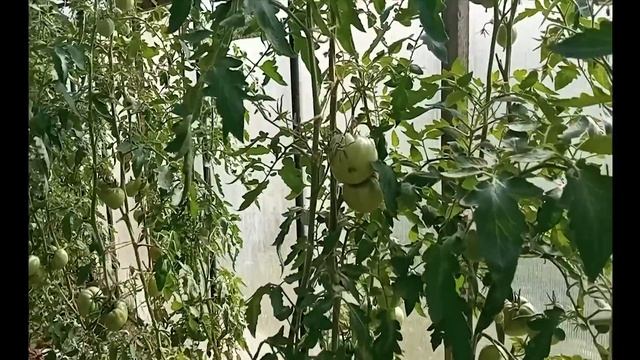 Это просто МОНСТРЫ какие-то! Куда уж проще - Помидоры без воды. томаты без воды и без ухода смотреть онлайн