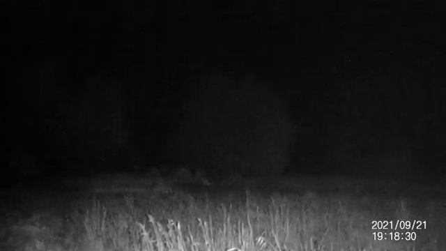 APEXEL бинокль ночного видения с Алиэкспресс смотреть онлайн