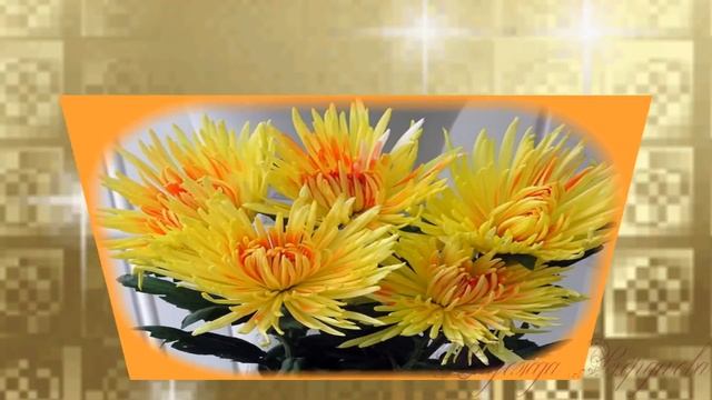 Цветы хризантемы. Красивые хризантемы