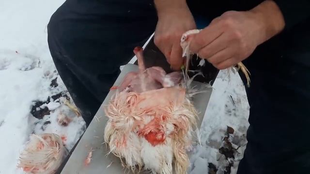 Ощип и потрошение бройлера за 7 минут, когда совсем нет времени