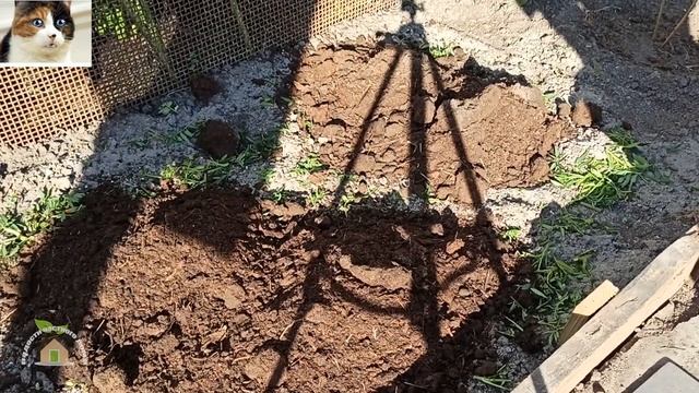 Когда сажать Рябчики осенью. Как посадить императорский Рябчик смотреть онлайн