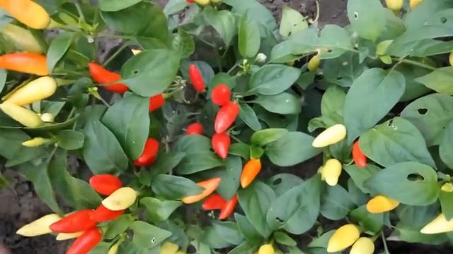 Aladdin, Аладдин декоративный сорт острого перца.