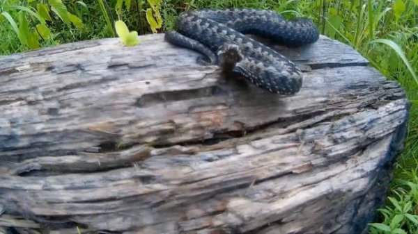 Укус гадюки