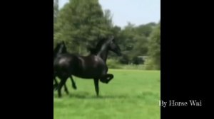 Эдит с фризами🥰🤤✨😍🐎