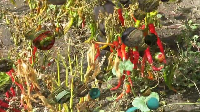 Уборка острого перца смотреть онлайн