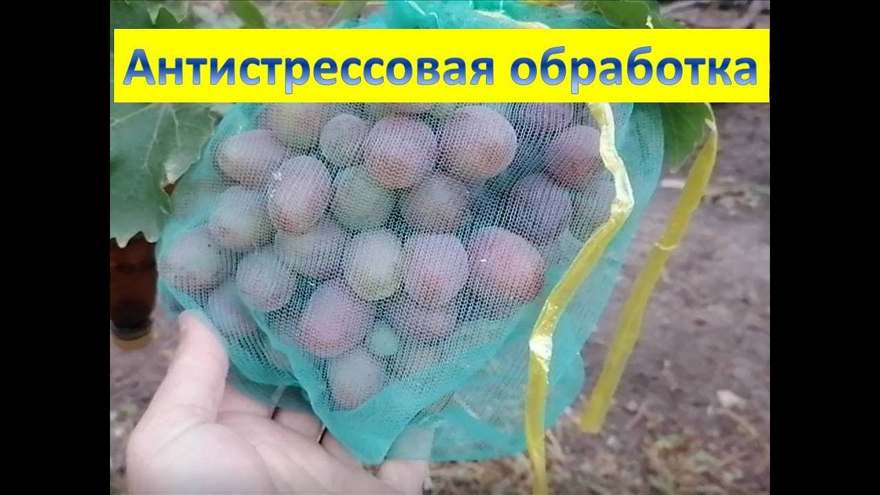 На Кубань пришло резкое похолодание. Провожу антистрессовую обработку виноградника. Сентябрь 2022 смотреть онлайн