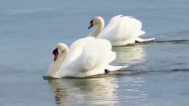 Там, где плавают дикие лебеди... П.И.Чайковский и Катя Эбштейн. смотреть онлайн