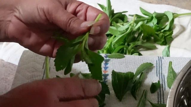 Harvest and preserving Stevia смотреть онлайн