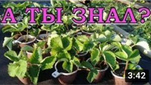 Посадка КЛУБНИКИ усами в АВГУСТЕ???
