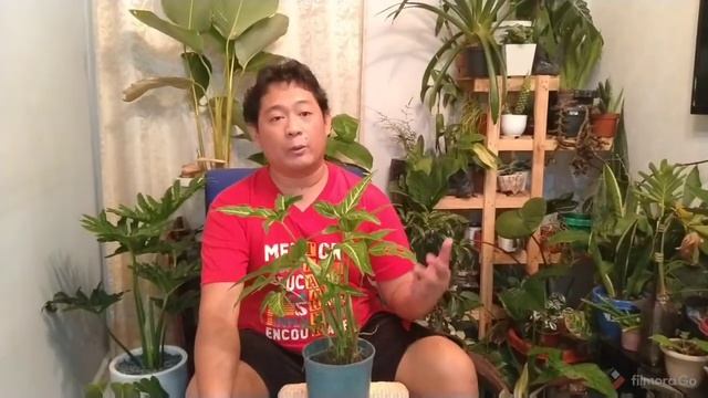 Syngonium Podophyllum