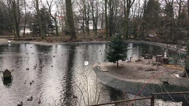 Птичий двор Калининградского зоопарка смотреть онлайн