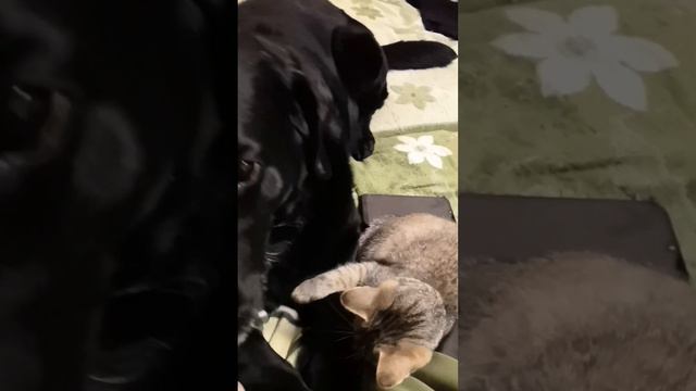 Как кошка с собакой🐱🤜🤛🐺 смотреть онлайн