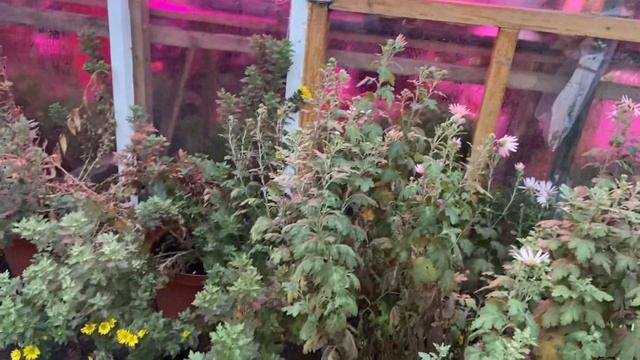 Хризантемы. Как сохранить хризантемы на зиму. смотреть онлайн