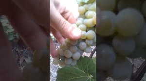 Виноград сейваль блан, сорт посадил и забыл...надёжный,вкусный,универсальный
