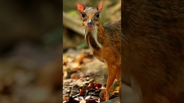 Канчиль: таинственный житель джунглей ? Shorts смотреть онлайн