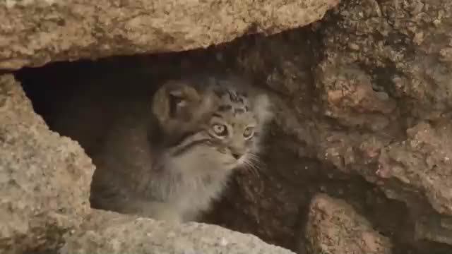 МАНУЛ – дикий кот. КОТ МАНУЛ В ДЕЛЕ!