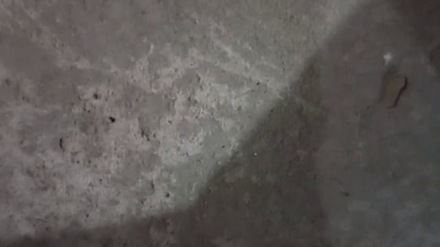 Да черепаха - Калининградские сказки - проект «Сказки интернешнл»