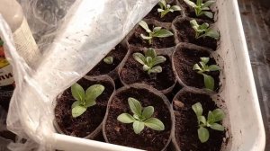 Как выглядит петуния после второй подкормки. Азофоска творит чудеса)))