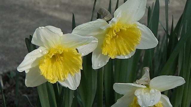 Нарцисс Цветок 6 23 03 2020 бр смотреть онлайн