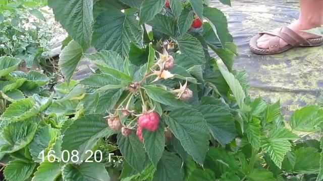 Штамбовая малина Сказка - вкус и аромат настоящей малины смотреть онлайн
