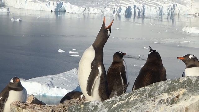 Gentoo Penguin Ecstratic Sounds смотреть онлайн
