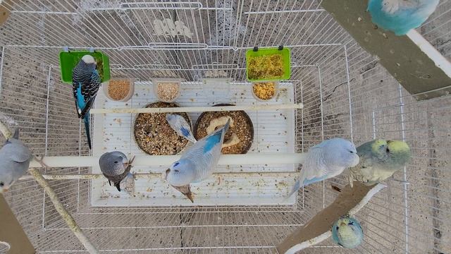 Волнистый Попугай съёмка с птичго полёта ? 15 ноября 2023 г. смотреть онлайн