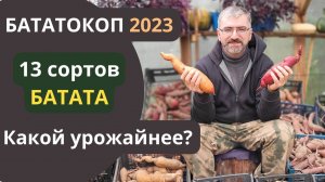 Копаем батат. Урожай батата 13 сортов. Бататокоп 2023