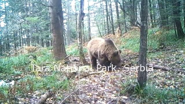 Tara National Park Dancing Bears смотреть онлайн
