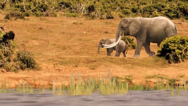 ये जानवर कैसे पैदा होते है? देखकर हैरान रह जायेगे | Most AMAZING Births In The Animal Kingdom!