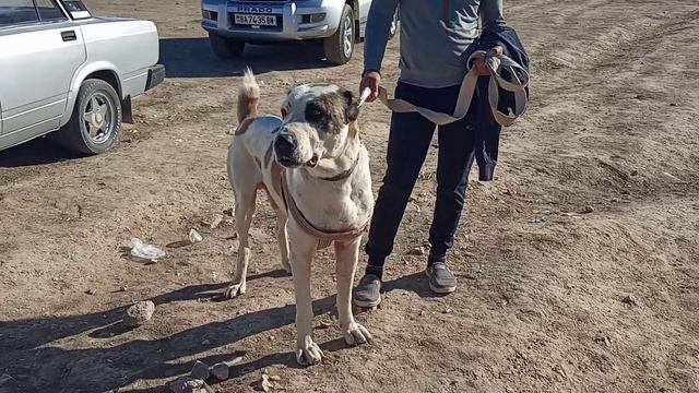 Туркменский Волкодав Алабай Небит-даг Turkmen alabay Central Asian Dog Alabai смотреть онлайн