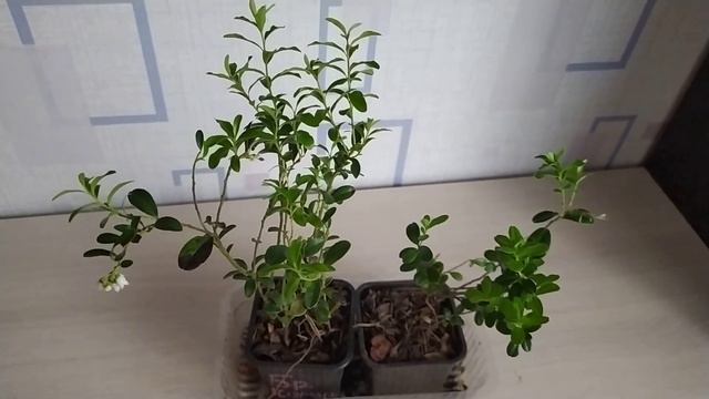 БРУСНИКА зацвела на подоконнике смотреть онлайн