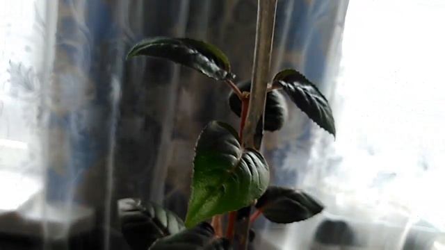 ВЕСЕННИЙ ОБЗОР ФУКСИИ. Прекрасные балеринки. смотреть онлайн