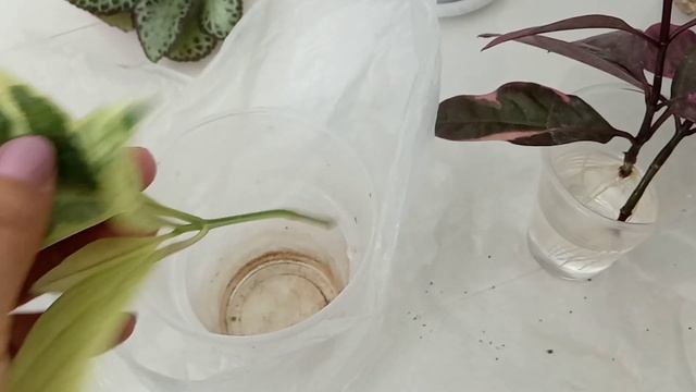 Комнатные цветы в мае| Обзор и посадка смотреть онлайн