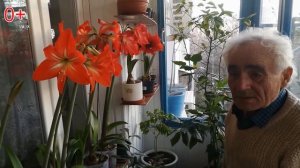 ?Гиппеаструм уход видео ?Наши секреты БЕШЕННОГО и КРАСИВОГО цветения гиппеаструма