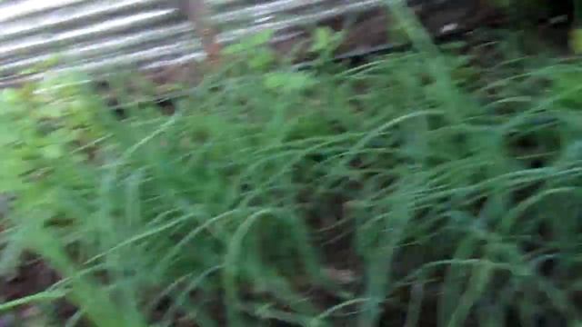 Укроп, петрушка, базилик и не много перца. Зелень в зимней теплице. смотреть онлайн