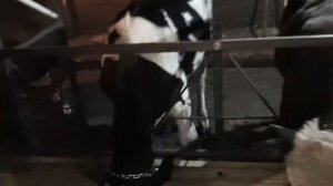 Одна из распространённых болезней у КРС!
