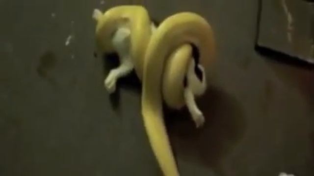 Прикол Змея задушила собаку. смотреть онлайн