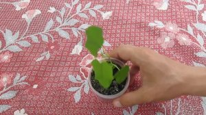 Пересадка шелковиц сеянцев