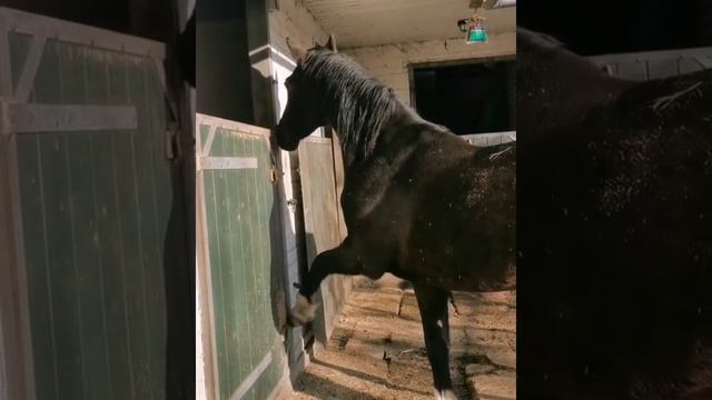 Лошадь выпустила друга из заточения смотреть онлайн