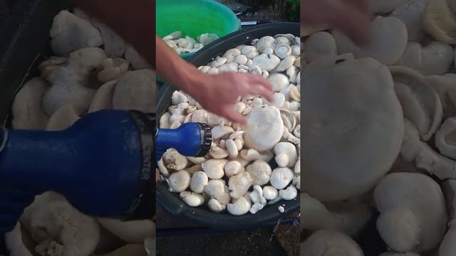 Как мыть грибы смотреть онлайн