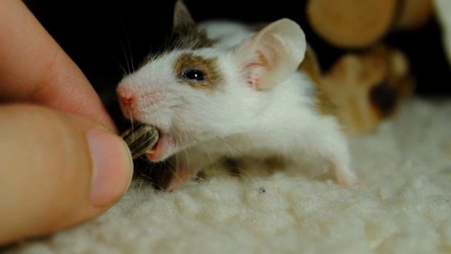 НЕСКУЧНОЕ ЗДОРОВЬЕ #2 / HEALTH NEWS #2 смотреть онлайн
