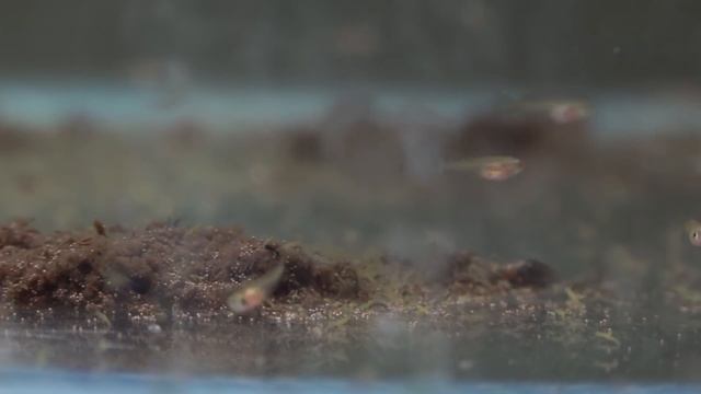 Супруга подарила новую камеру смотреть онлайн