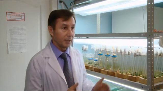Уникальная методика выращивания растений в пробирочной культуре смотреть онлайн