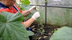 Ведение огурцов в один ствол / Опускаем стебель/ Мой опыт