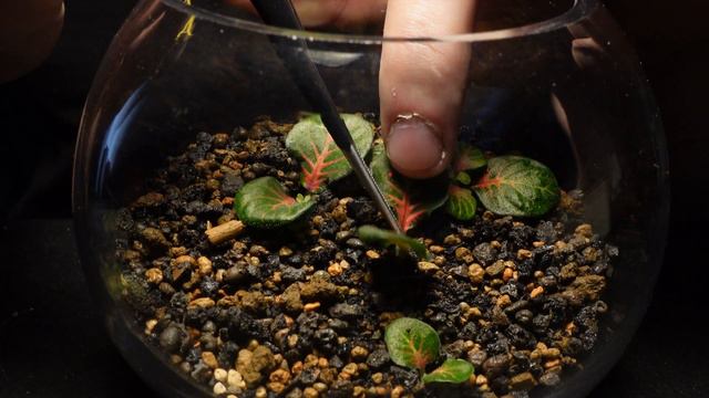 Secrets To Growing Amazing Fittonias смотреть онлайн