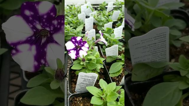 3/29/20 Greenhouse Update