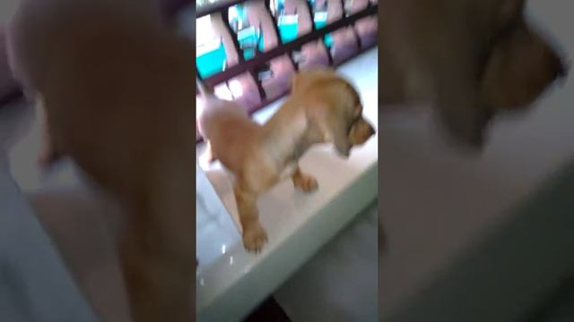 New pet -dash смотреть онлайн