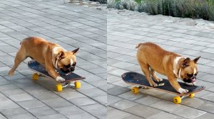 Учим Елисея кататься на скейте! Французскому бульдогу нравиться езда. Skateboarding French bulldog