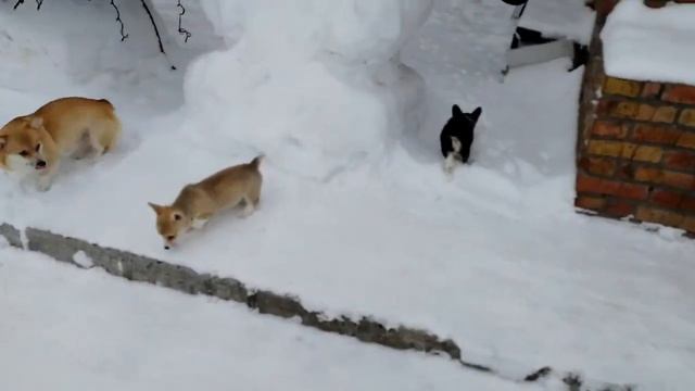 Щенки вельш корги пемброк. Продажа.