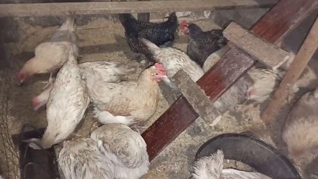 Опять новый житель! На этот раз петушок Виандот??? смотреть онлайн